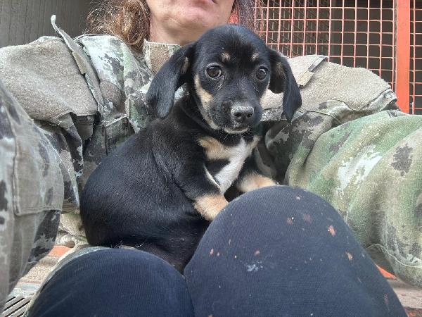 Iris - Cucciola Di 4 Mesi - Taglia Piccola